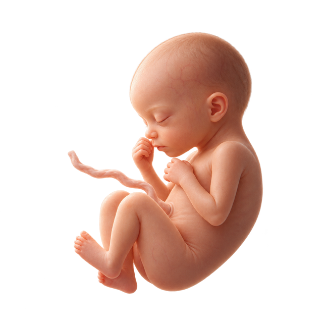 Baby development illustration for week 20